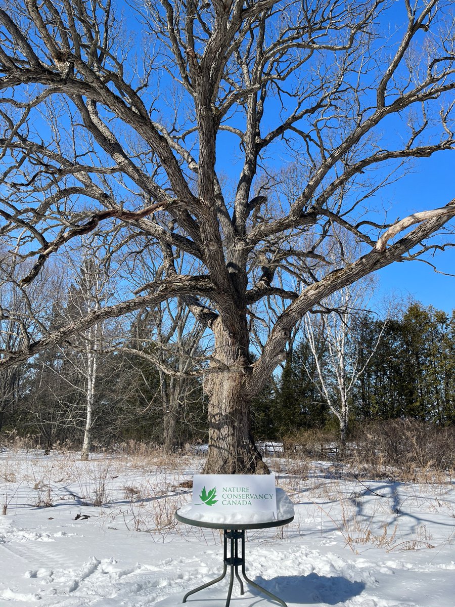 NCC_CNCMedia's tweet photo. A neighbour of the Hazel Bird Nature Reserve is donating his land near Baltimore, Ont., to be conserved by @NCC_CNC. The landscape is protected thanks to his generosity and support from @ONenvironment and @environnementca's Ecological Gifts program. https://t.co/4WIfmAAbV6 https://t.co/QstBnjN06H