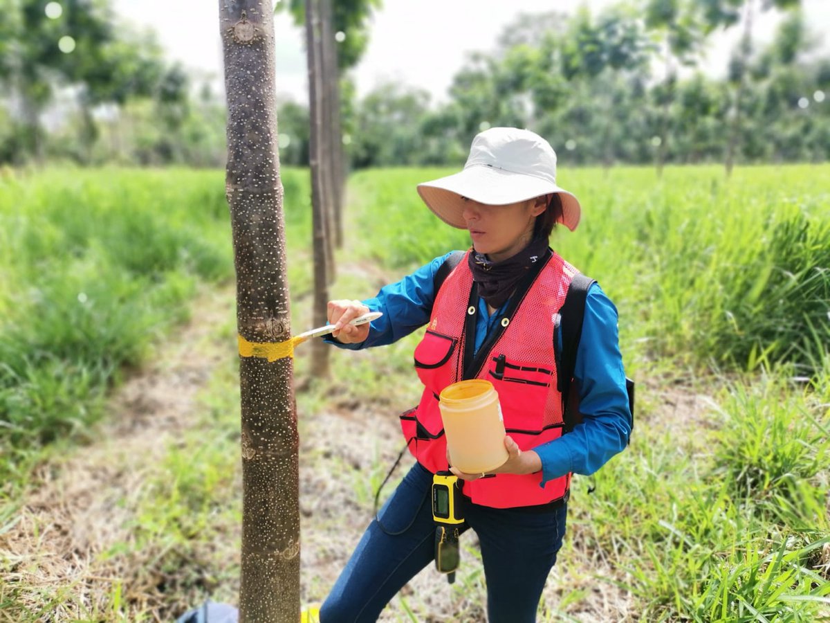 World Tree tweet media