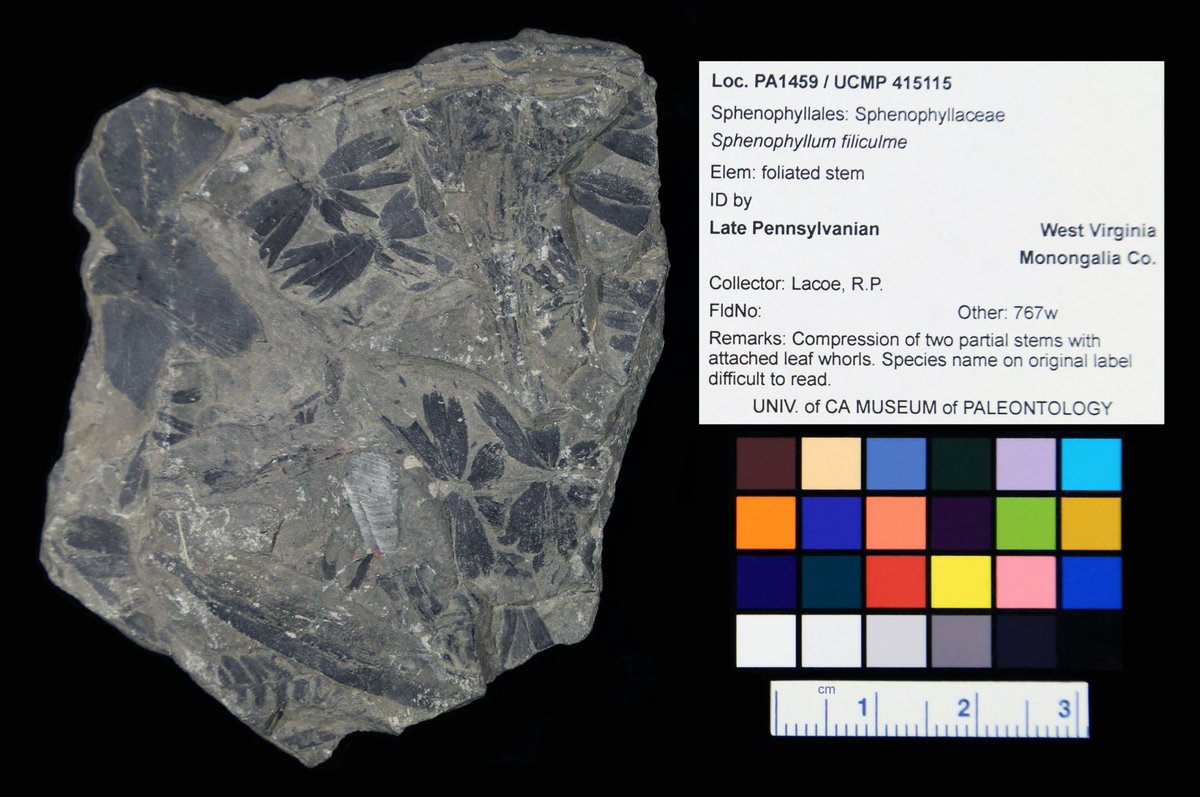 pterido_TCN's tweet photo. Happy #FossilFriday #FernFriday! An extinct horsetail relative, Sphenophyllum filiculme, from the Late Pennsylvanian of West Virginia @ucmpberkeley. #fossils #ferns #paleontology #digitization https://t.co/uKMoI7mlFf