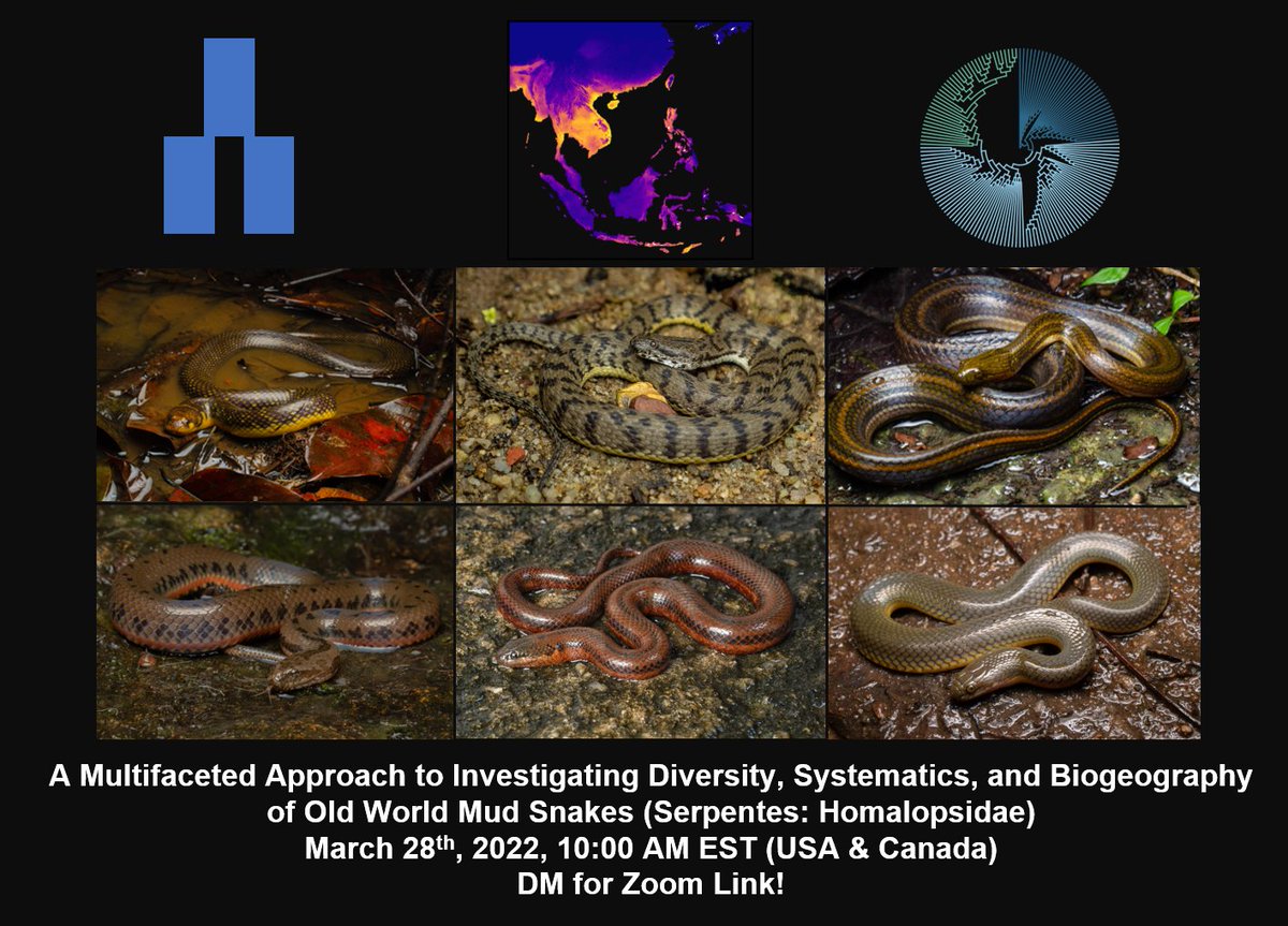JustBernstein's tweet photo. It's set! If you're interested in snakes, phylogenomics, biogeography, museum genomics, niche modeling, and simulations, come see how I use all of these to expand what we know about homalpsid snakes during my @RutgersGSN @RutgersSASN PhD Defense. DM for Zoom 🐍 🧬 please RT! https://t.co/q252PF6Qdh