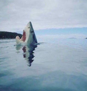 SeasonDeeper's tweet photo. A rare image of a shark stepping on Lego. https://t.co/6keCPX51iN