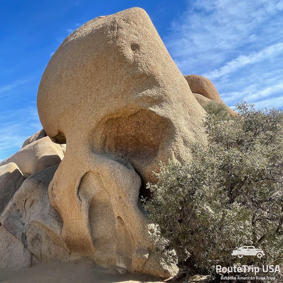 RouteTripUSA's tweet photo. Joshua Tree National Park; close to Palm Springs and a lovely 2 hour drive through the park will allow for seeing some amazing rock formations and of course many Joshua Trees.
#joshuatree #palmsprings #cali #joshuatreenationalpark #uspark #usaroadtrip #routetripusa https://t.co/WdeWg8YLYK
