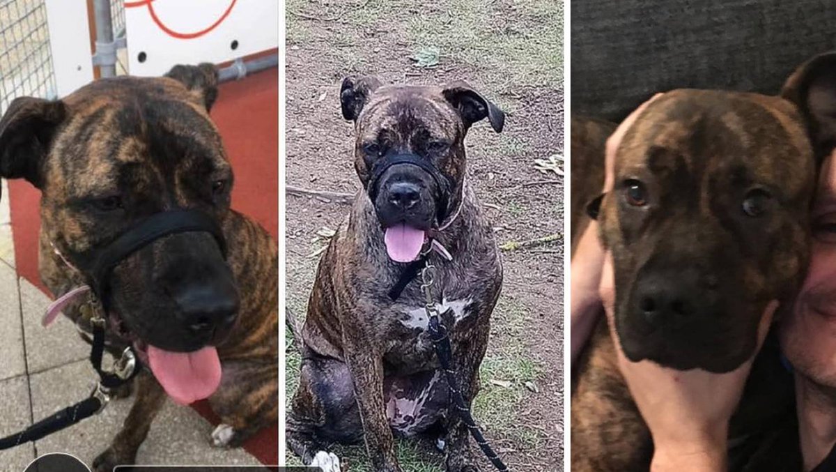 qu1ncey's tweet photo. Biscuit disappeared from #Corby #Northants over 3 years ago. What happened to her?
Any info: 07540265794

Please join: https://t.co/RVj95E4C9D

https://t.co/OoLWNkeZiI

@WboroDogSquad @NorthantsPolice @NTelegraph @MissingPetsGB @HunnyJax @thedogfinder @CorbyRadio @CorbyPolice https://t.co/wKLXgAfhkN