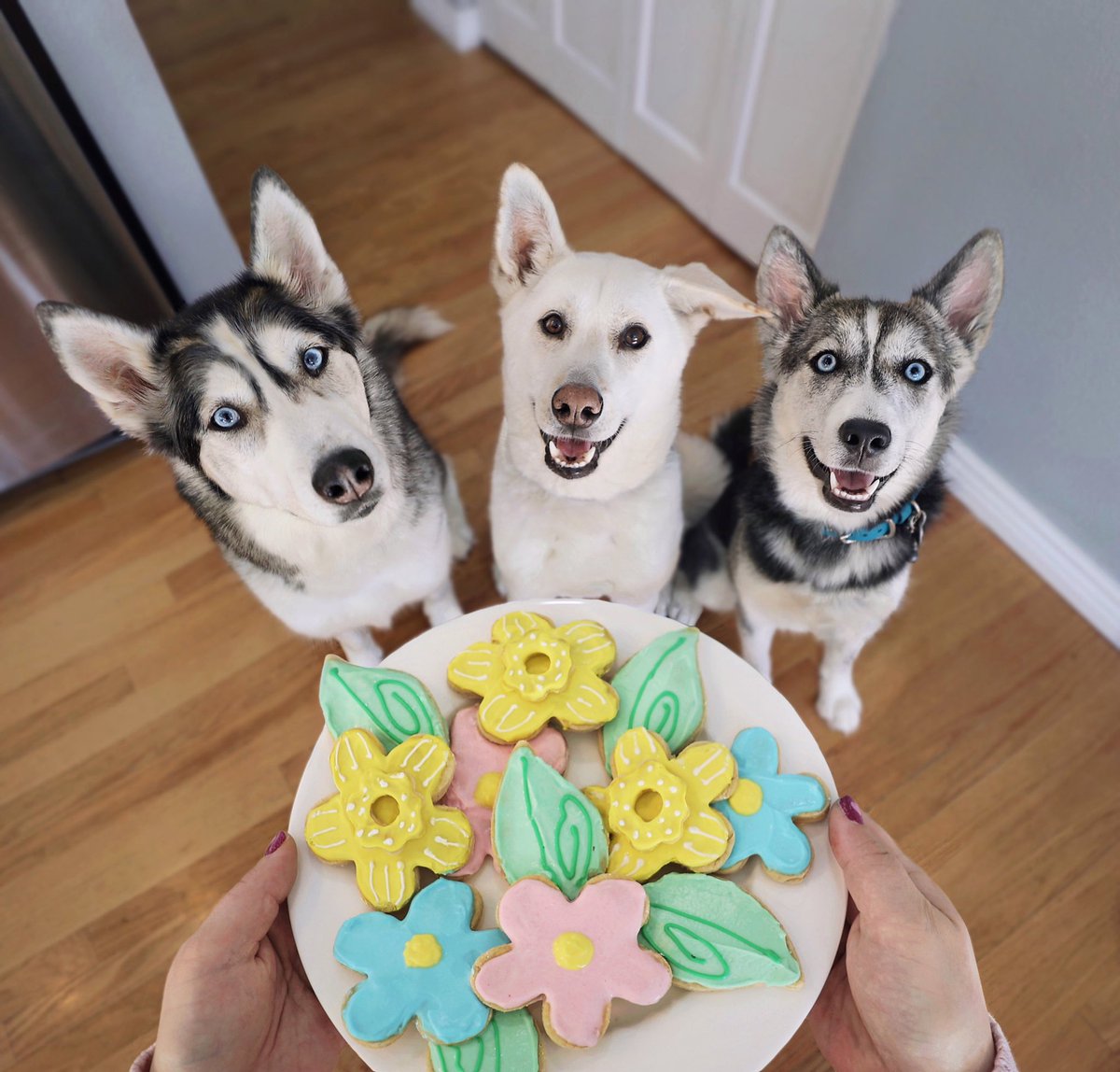 2Husketeers tweet media