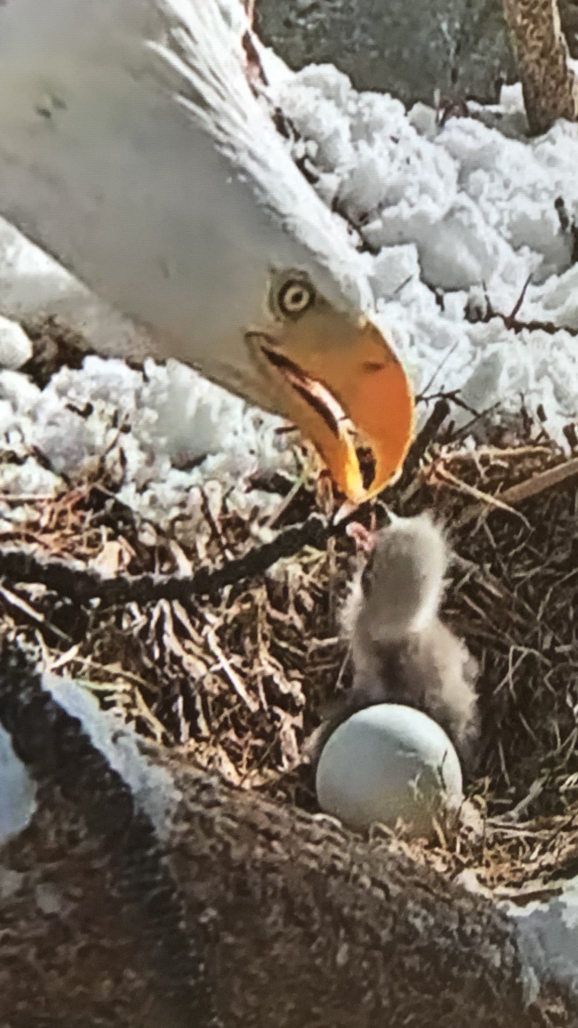 Kacey Montoya On Twitter This Baby Bald Eagle Might Be The Cutest 