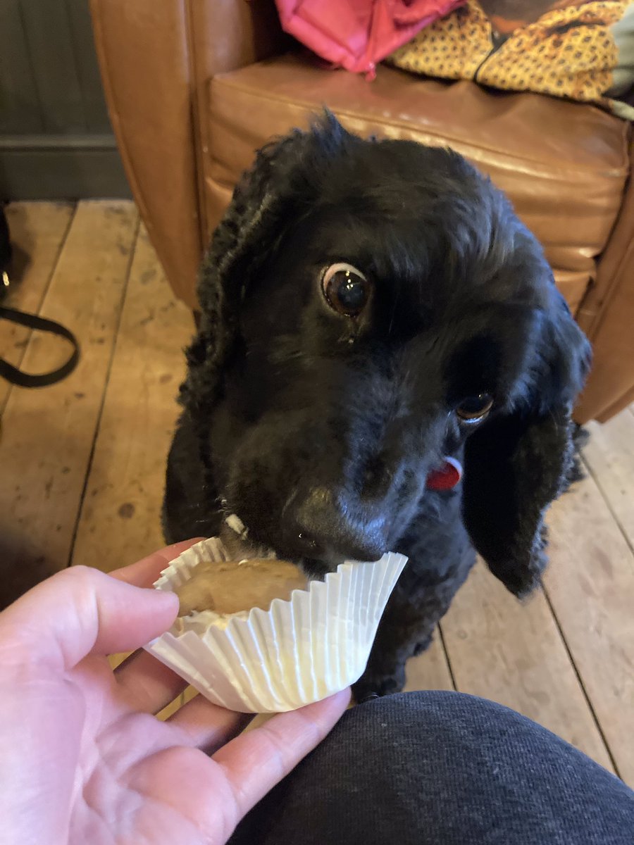 RiffRAF18's tweet photo. Puppuccino, that is all. #dogsoftwitter #Friyay #FridayMotivation #puppuccino #foodface https://t.co/eNdzUoH1ua