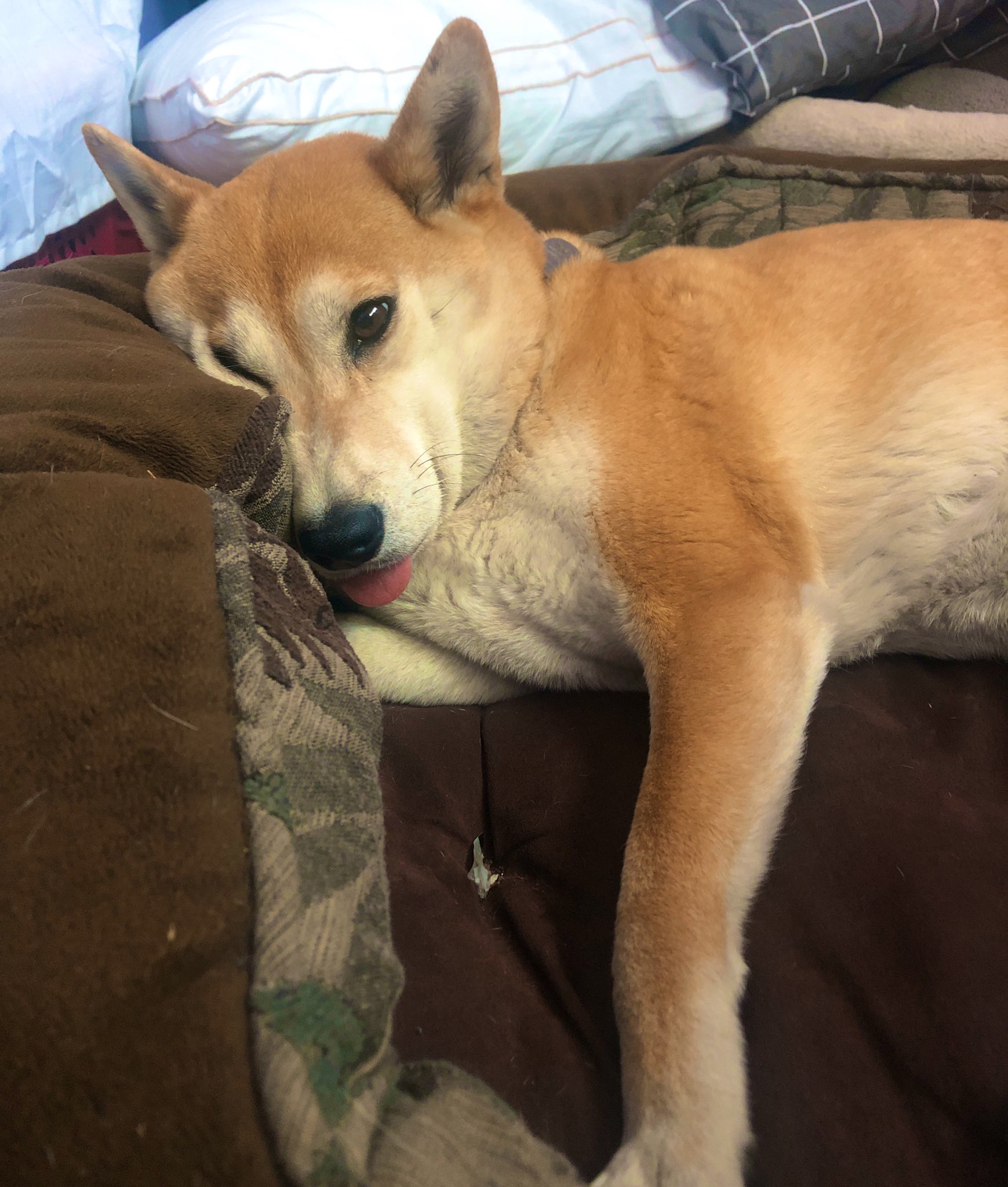 Suzume 犬は面白そうだ T Co B6nyzt9hqb Twitter