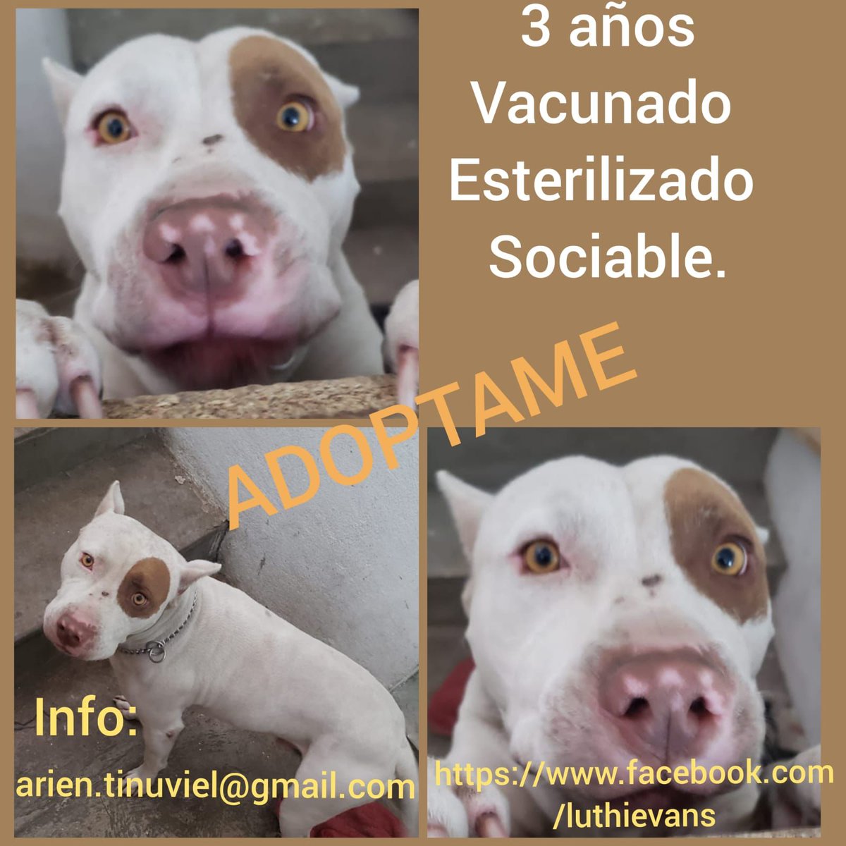 YoComoPerro's tweet photo. #Adopta 🐶 #CDMX https://t.co/6HAWVcE4fa