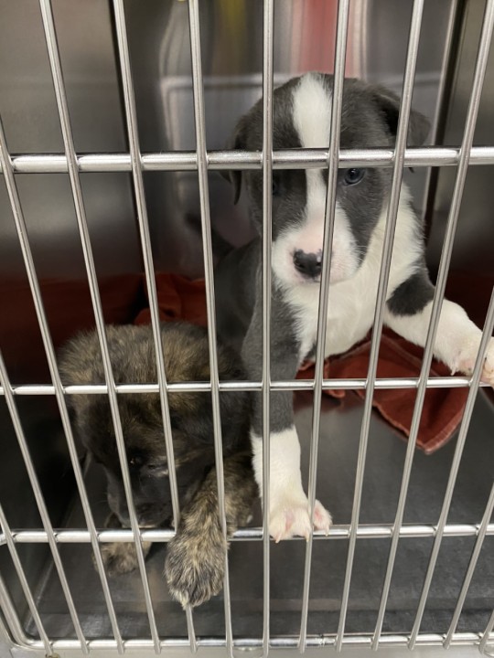 KXAN_News's tweet photo. ADOPTIONS NEEDED: An influx of puppies, including more than 80 animals from one home that "just kept having litters" means the Bastrop County Animal shelter needs lots of loving homes https://t.co/QOrrb8cEMN https://t.co/IRE5m2ekw3