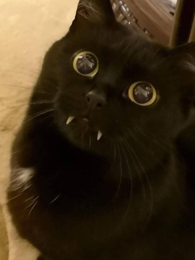 octothorpe_dr's tweet photo. Was gonna name my cat Fang Fang but I don’t want @ericswalwell to try to have “relations”with her. #FangFang #SwalwelFarts #CatsOfTwitter https://t.co/rEDJeIURRL