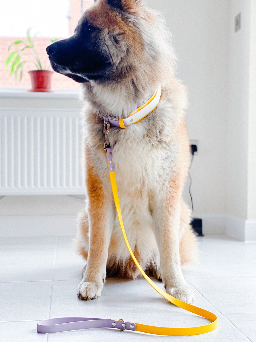 We’ve finally got to the end of this week which means we’ve successfully moved 🙌🏽 it’s been a stressful week and can’t wait to wind down with a glass of wine and <a href="/practicalpaws/">Practical Paws</a> live designing at 7pm ❤️ isn’t this yellow just gorgeous? Makes us feel ready for #spring #dogs #akita