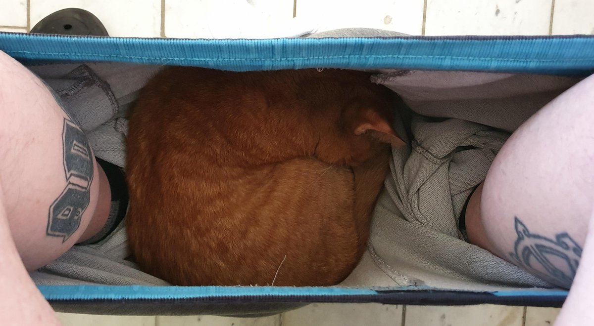 LiftForever67's tweet photo. "Good thing I brought my phone..."

#Caturday https://t.co/z4VLyPCnT0