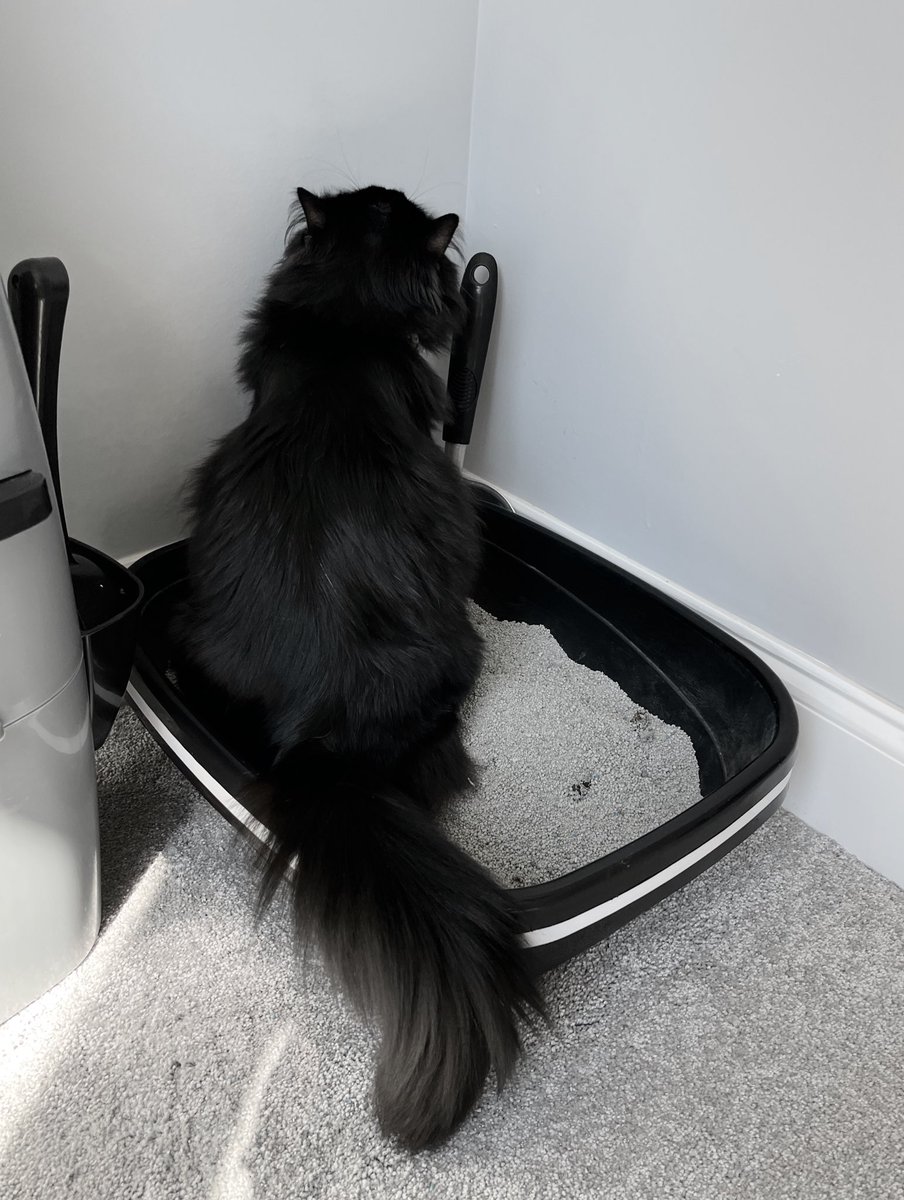 PostingTux's tweet photo. My servant doesn’t understand that bathroom time is private time 😾😾

A cats throne! 👑👑
#CatsOfTwitter https://t.co/VDSXtj5Fog