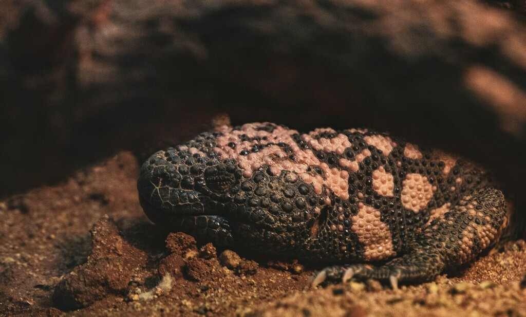 over_expos_ed's tweet photo. https://t.co/N4u29LVWbT 
#animalgram #animalpics #wildlife_vision #wildlifepictures #wildlife_captures #wildlifeshots #igscwildlife #ignature #instanature #naturelife #wildlifephotographyofinstagram #wildlifestuff #amazingcreatures #animaladdicts #wil… https://t.co/Jdj8N2Y3Ub https://t.co/VdLN6yxhg7