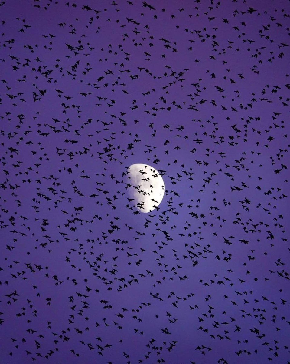 Каким бы ни был день.... 
За всё ему СПАСИБО!

Доброй ночи Всем! ✨🌙💛✨