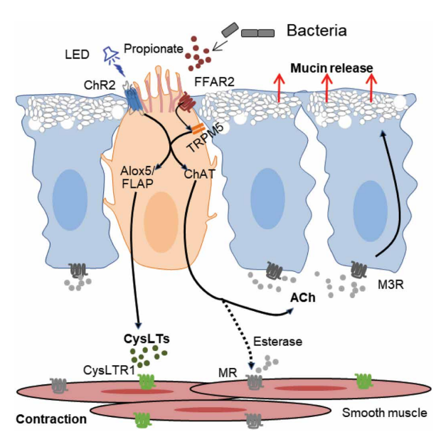 SciImmunology's tweet photo. An #optogenetics model in mice suggests microbial metabolite propionate triggers #TuftCells in the gallbladder to mediate mucus secretion and smooth muscle contractions. https://t.co/tpiGU239UZ https://t.co/TQpQVUl0Ge