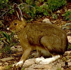 DiscoverRainier's tweet photo. Snowshoe Hares (Lepus americanus), for the way their coats change color for different seasons. They are well-adapted for snowy regions with large furry feet that act like snowshoes. Snowshoe hares eat a wide variety of grasses & plants in summer.
#fuana #MORA #ourbackyardrocks https://t.co/mlAdCXuV9W