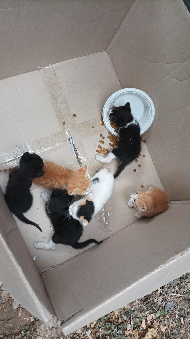 apoyocanino's tweet photo. Amigos twiteros, estos 6 cachorros  cumplieron un mes el lunes 4 hembras y 2 machos que están en la calle, en Campo Alegre Caracas

Necesitan por favor al menos hogares temporales mientras buscamos familias adoptivas, corren muchísimo peligro a la intemperie
Contacto 04142658649 https://t.co/yqAr8y05vK