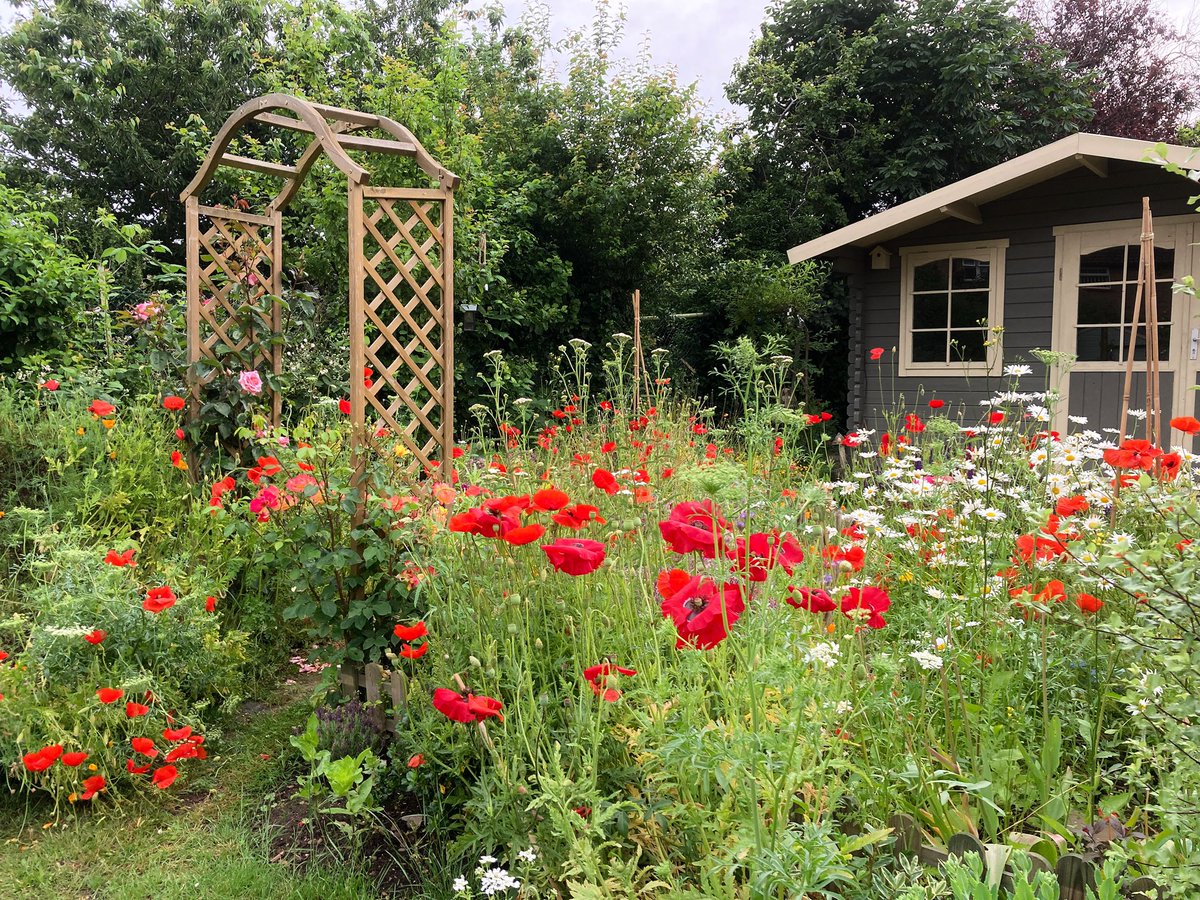 ♥️Poppy time last year in the Summerhouse Meadow Garden♥️

#nannysgardenworld 

#flowers #garden #poppies #papaver #redpoppies #meadowflowers #meadowflowerbed