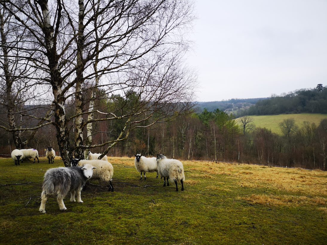 ExploreSurreyUK's tweet photo. Great to welcome @SurreyCouncil ETI Exec Dir &amp; Ext DLT team for scrub clearing #volunteering session with Lower Mole Partnership at Headley Warren SSSI on Weds. Despite the🌧️ weather, everyone had an enjoyable day &amp; got to meet some of @Downygrazers 🐑 too! https://t.co/9XzwK8ic2E