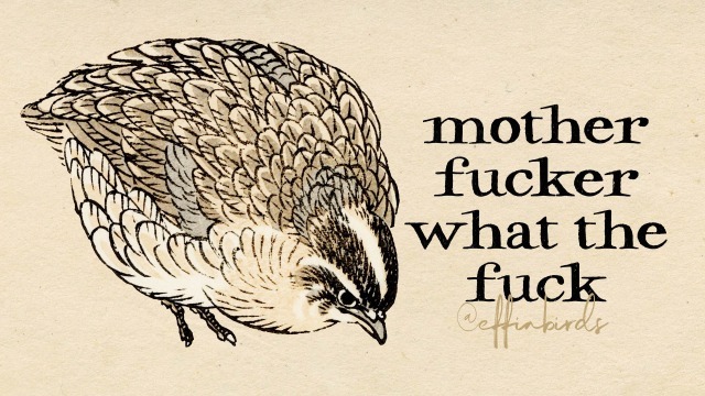 EffinBirds's tweet photo. https://t.co/7Jf83CYNew