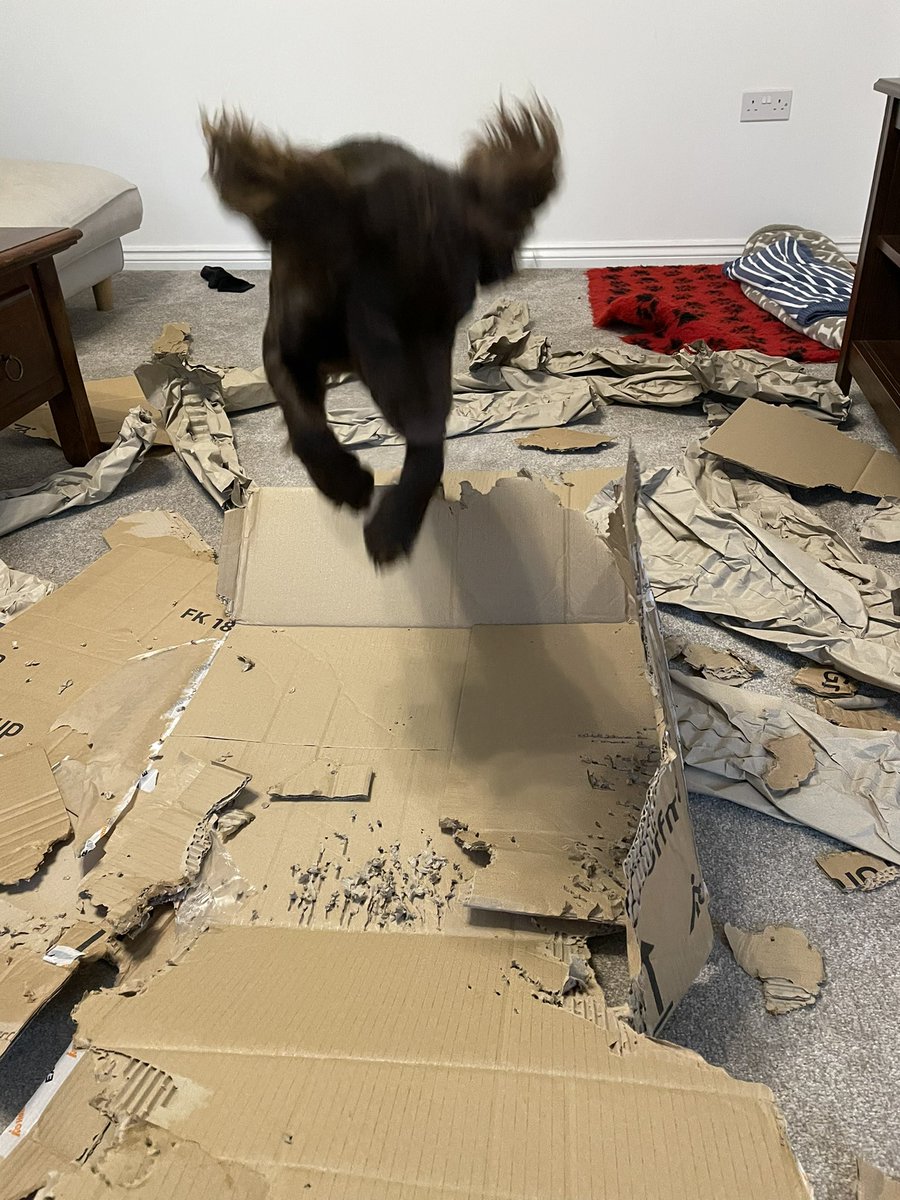 I call this work of art, ‘Flying Through a Sea of Cardboard’ took me 7 minutes to create and was so much fun!! All you need is one cardboard box, paper packaging and a small explosion … then you can create a replica at home 😇🐶📦💥😁 #DogsofTwittter #dogs #SpanielHour
