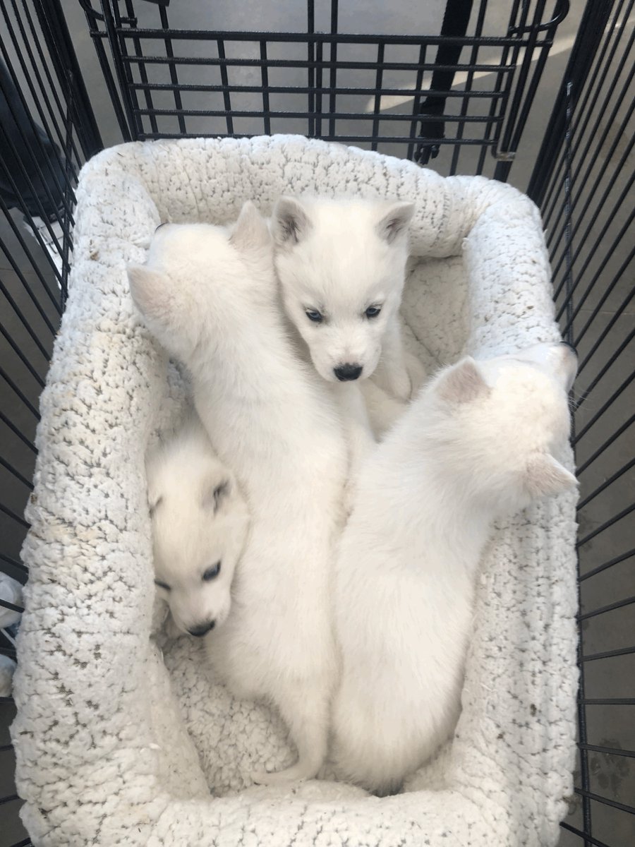 Pet Supplies Plus Evansville (PspEvansville) Twitter