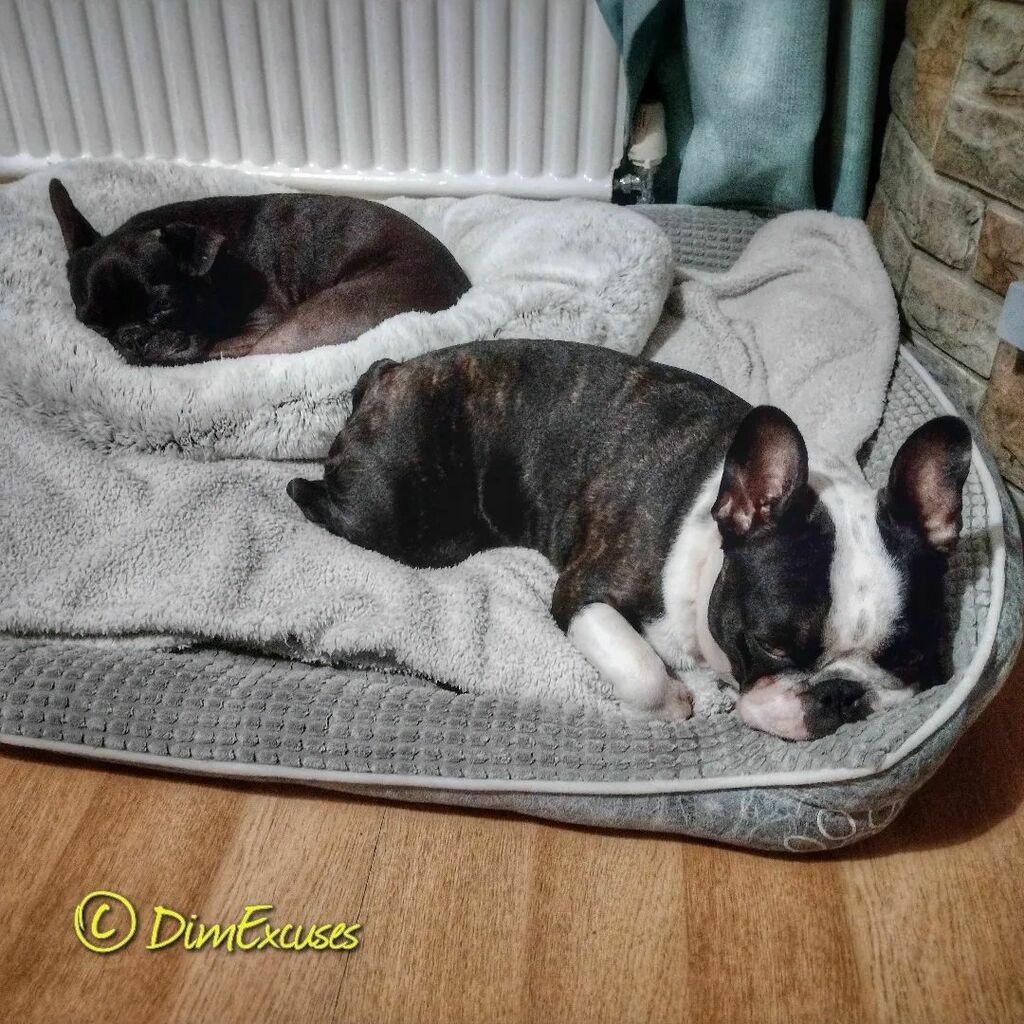 DimExcuses's tweet photo. Bryn is so much bigger than Molly now. #frenchies #frenchbulldogs #frenchtons #bostonterriers https://t.co/RdmAc7fEhv https://t.co/6k7DMRKSGj