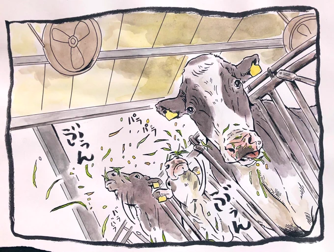 いいですか、落ち着いて聞いてください。

家畜飼料が、高騰しています。
わずかな牧草も無駄にできない事態です。
だから飼料は大事に食べてください。
投げないでください鼻ですくって放り投げないでくださいお願いですちゃんと食べ…ちょッッまって投げないで食べてくださぁぁぁぁい(泣)‼️ 