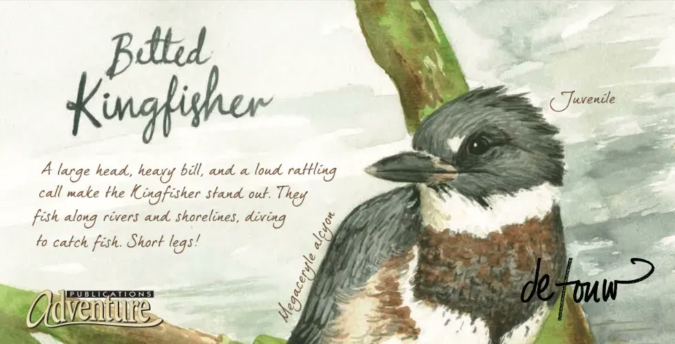 BLOG: Drawn to #Birds by Jenny deFouw Geuder is the perfect coffee table book for birders and nature lovers. Jenny combines her vast knowledge of birds, wildflowers, and #nature with her artistic expertise to create a book like no other. https://t.co/yjtxGdvEmy https://t.co/DgUSHorOKq