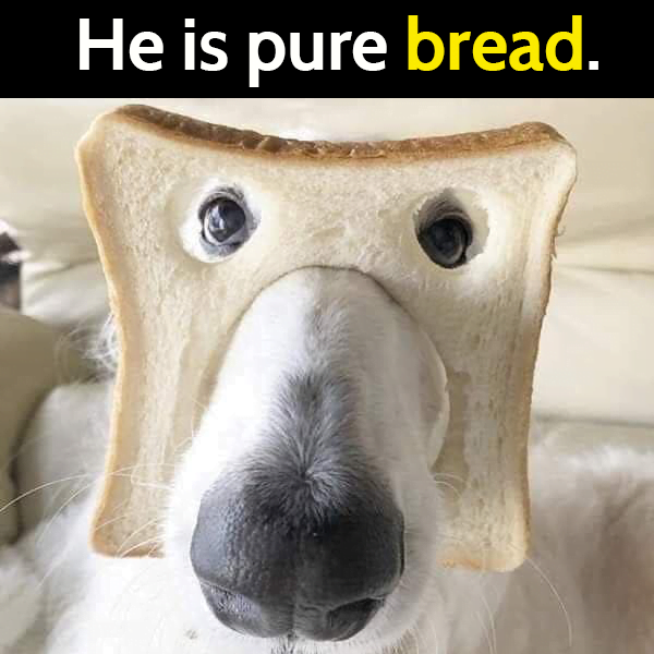 YourDogOnEvery1's tweet photo. I always wanted a pure bread dog! 😅
.
#twitterdogcommunity #dogsoftwitter #dog #dogs #dogsarefamily #boop #dogtwitter #doglovers https://t.co/ksdSROOz5W
