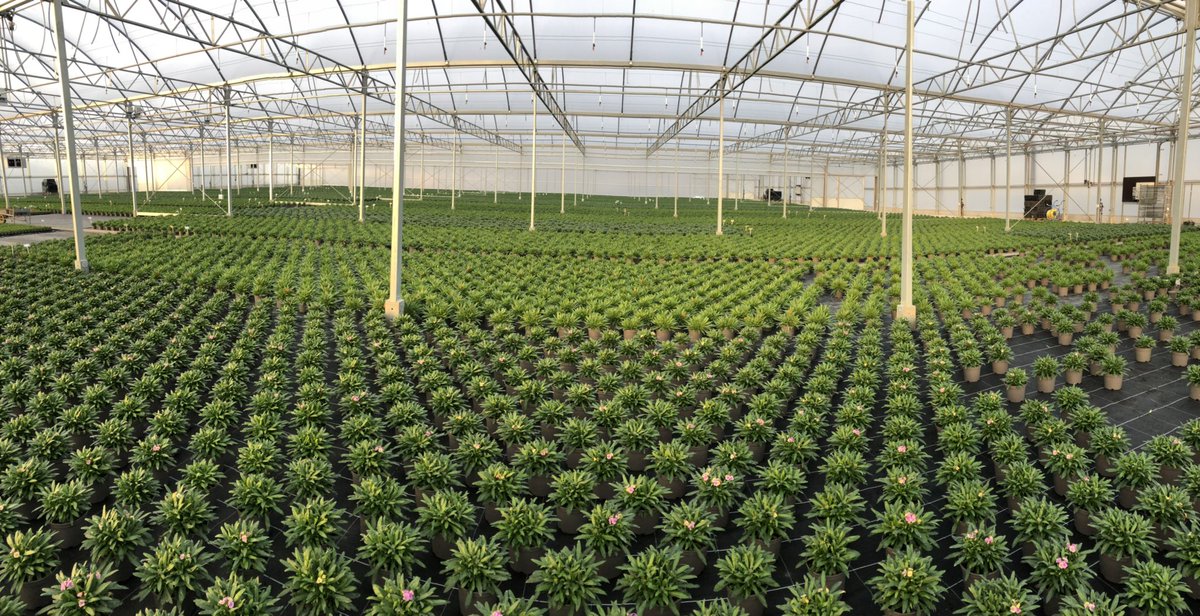 TristramPlants's tweet photo. Various roles available including seasonal. Many of our full time employees started as seasonal and liked it so much they made #Horticulture their #career #sussexgrown #Arundel #Barnham #Walberton #Chichester #jobs #recruitment https://t.co/dcKY9fsOjP