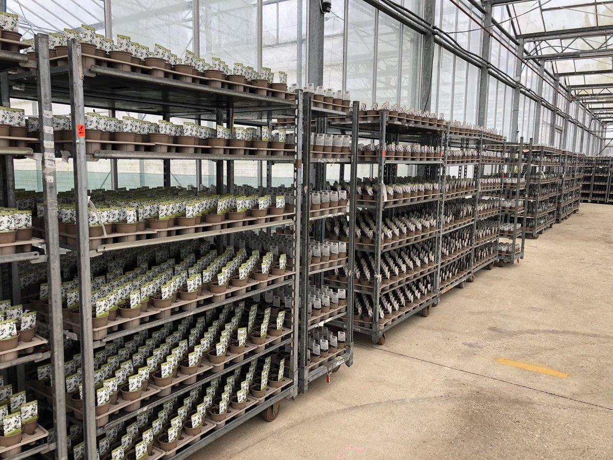TristramPlants's tweet photo. Various roles available including seasonal. Many of our full time employees started as seasonal and liked it so much they made #Horticulture their #career #sussexgrown #Arundel #Barnham #Walberton #Chichester #jobs #recruitment https://t.co/dcKY9fsOjP