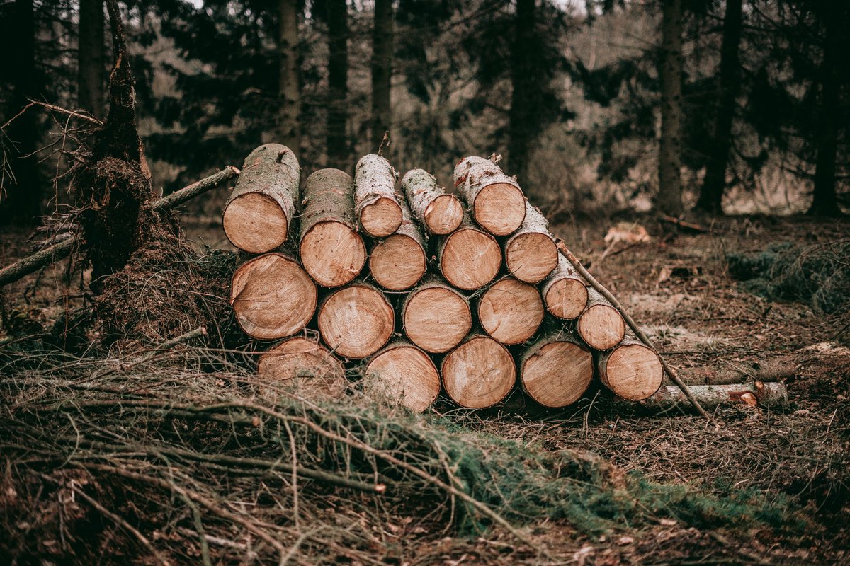 All timber originating from Russia and Belarus is ‘conflict timber’ and therefore cannot be used in PEFC-certified products, the Board of PEFC International clarified today. We will publish further guidance in the coming days. treee.es/russiantimber

#StandWithUkraine️