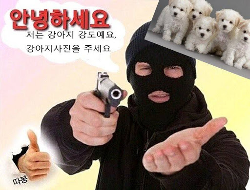 강아지 강도 (@Gangdogang) / Twitter