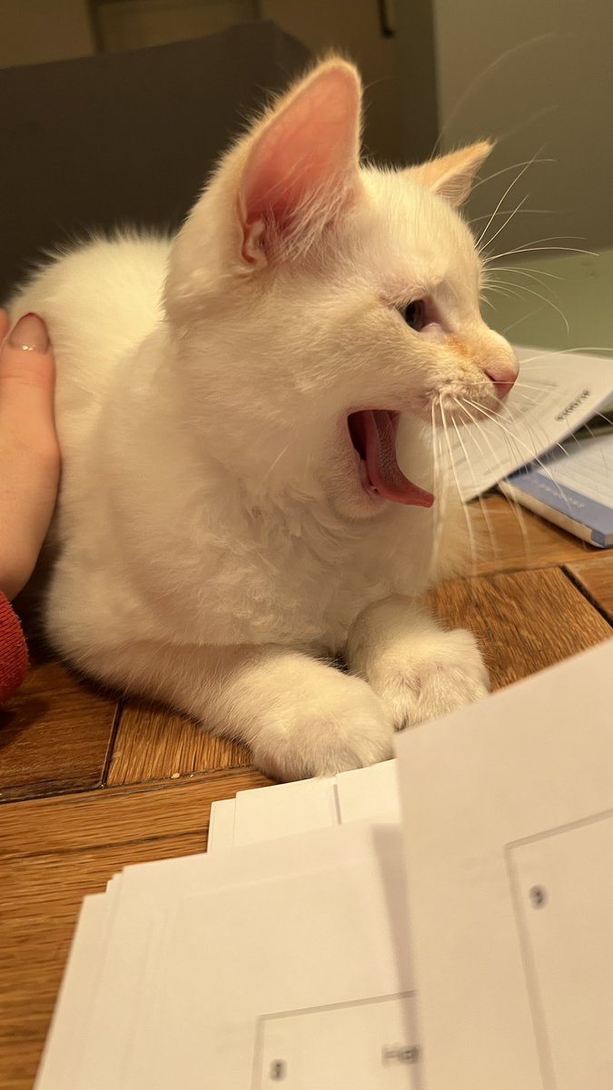 MissHKMaths's tweet photo. “Helping” me mark my mocks 😍 https://t.co/LlqrgNxYl0