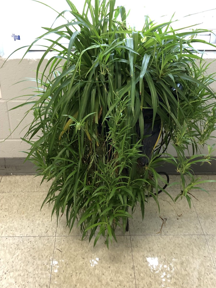 One of my favorite traditions…I am the Lorax, I speak for the trees! Pieces of our classroom plant “Spidey” going to their new homes! #SimplyTheBESt #TheLorax #STEAM