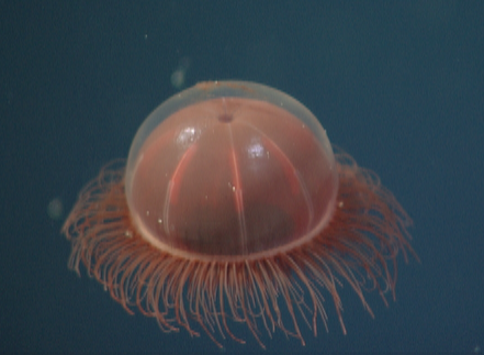 KakaniKatija's tweet photo. .@Giovanna_Sainz presented her @MBARI_News summer internship work w/ #KenSmith @Mucktopus using @FathomNet to automate detection of #Benthocodon jellyfish at #StationM.
Poster: https://t.co/upe7xaYz2L
@BioinspirLab @MBARI_News #OSM2022 #OSM22 https://t.co/f0wtLwy1on