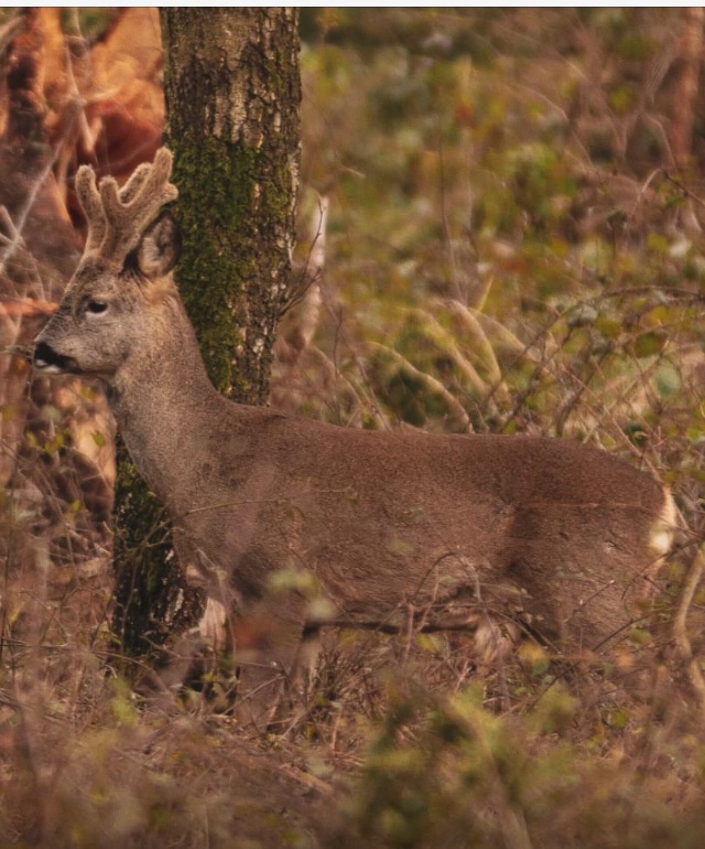roebuck308's tweet photo. A cracking buck https://t.co/iJfBfAAMPq