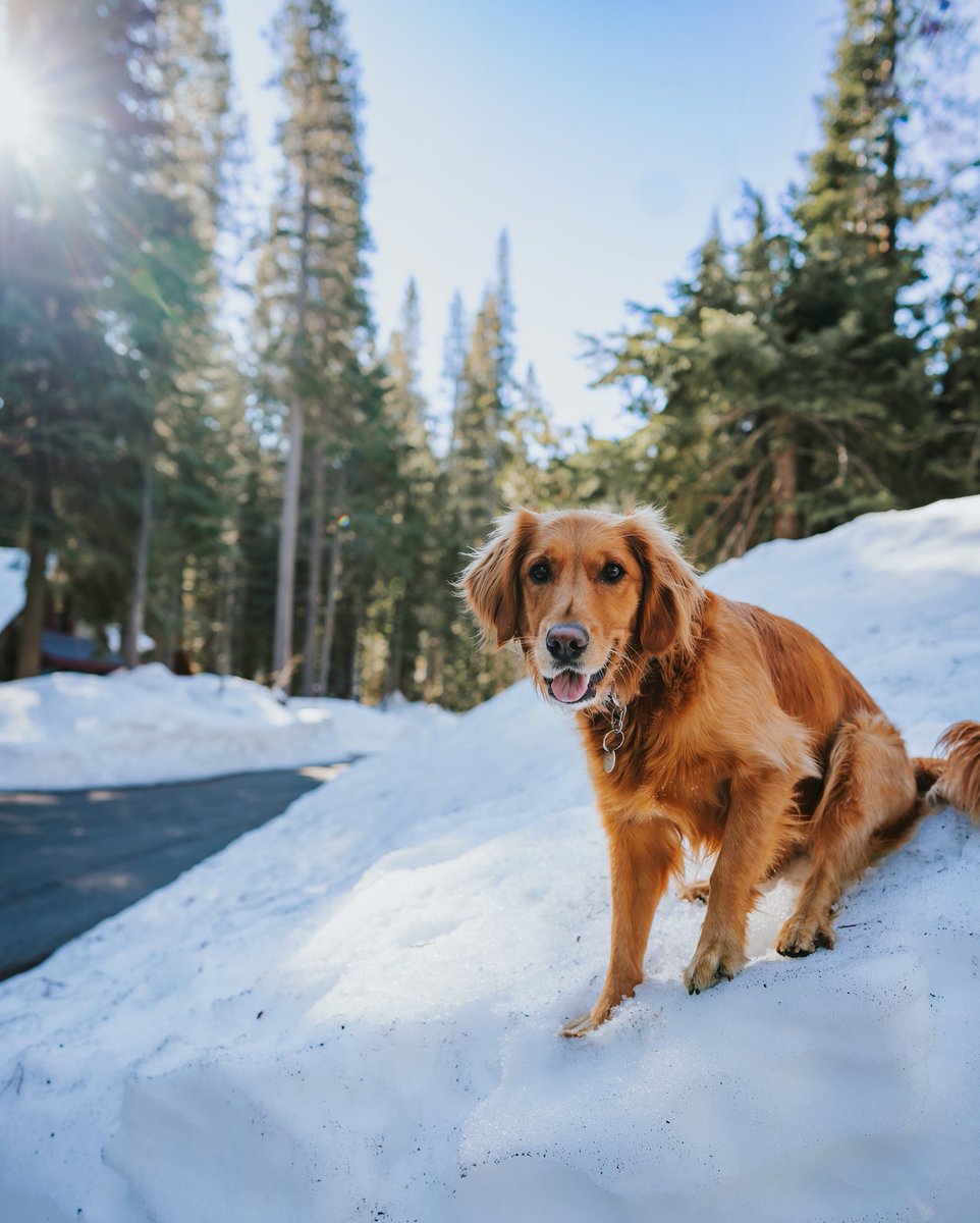 A smile that can brighten the gloomiest of days❤️ 
#dogsoftwitter #twitterdogs #GoldenRetrievers