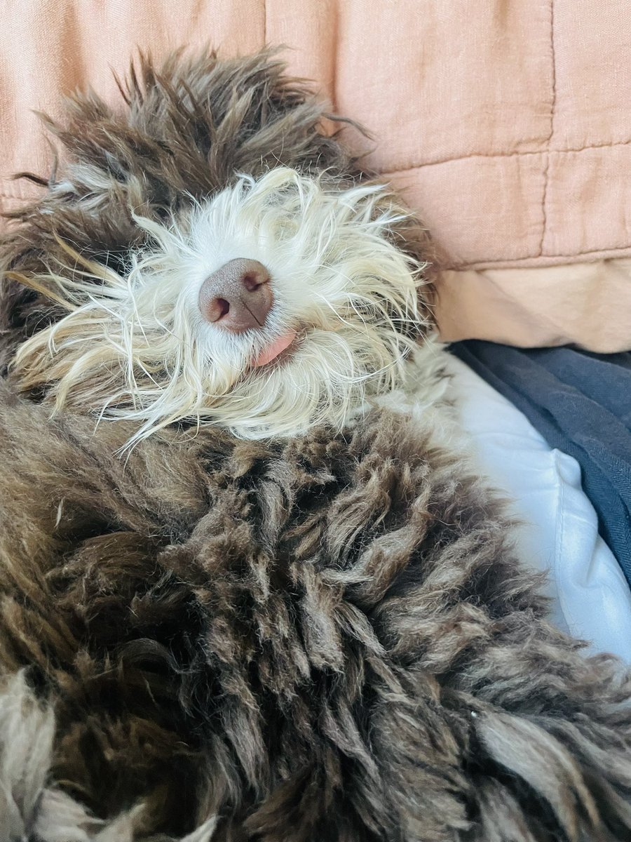 RachelSlotky's tweet photo. Winnie agrees, it’s been a heckin’ week! 

#melm #dogsoftwitter #mood https://t.co/jggNfm5dri