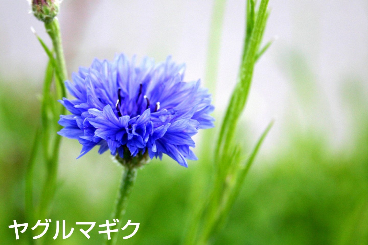 じん 皆さま おはようございます 3月5日の誕生花 クンシラン 花言葉 高貴 誠実 情け深い 原産地 南アフリカ ヤグルマギク 花言葉 繊細 優美 教育 信頼 原産地 ヨーロッパ 次ページへ 花好きな人と繋がりたい 誕生花