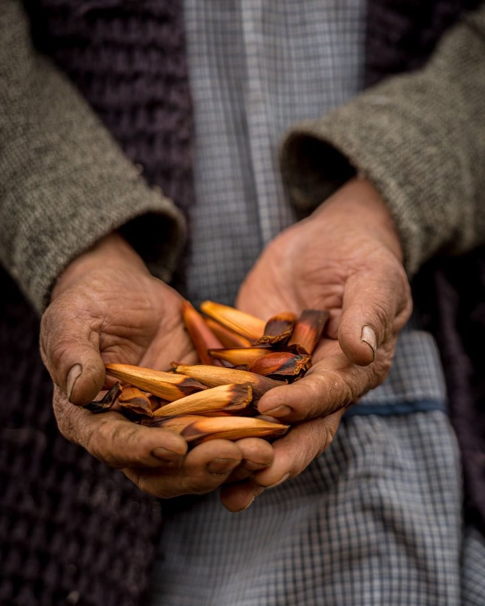 ¡Un lugar para disfrutar al aire libre! Reserva Nacional Malalcahuello (en mapudungun, corral de caballos) es una área silvestre chilena en la Región de la Araucanía 🌴🌴🐎🐎

Fotos de @cristinaharboephoto