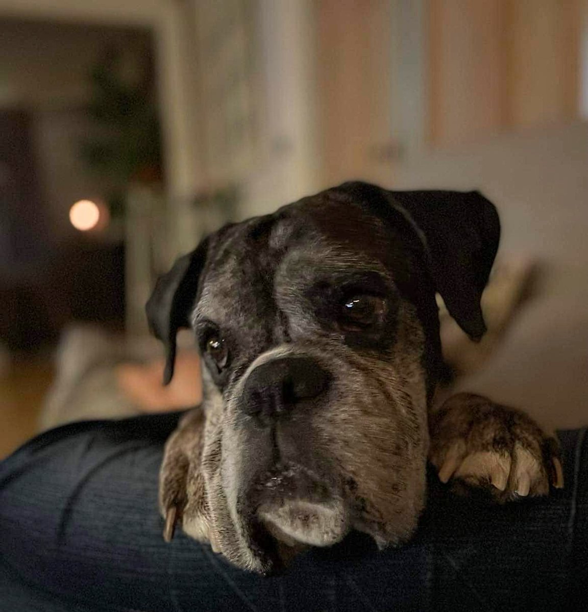 Caring is sharing.. If it looks like popcorn, smells like popcorn.. #TGIF #boxerdogs #oldguysrule