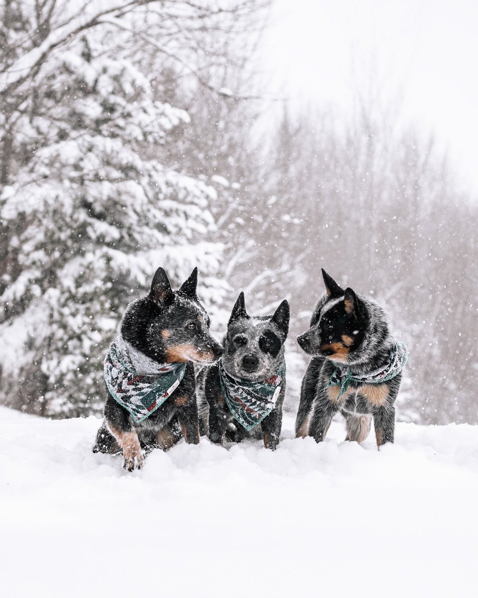Happy Friday #twitterdogcommunity ! We made it to the weekend! 
#cattledogsandco #dogsofinstagram