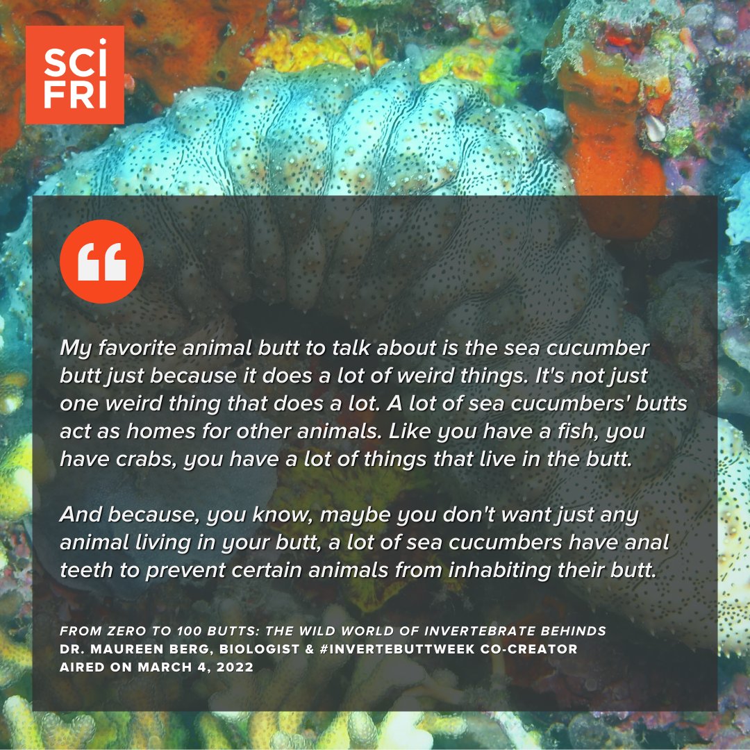 scifri's tweet photo. SciFri national butt correspondent @dpeterschmidt asked @MaureenBug about her favorite animal butt. It's the sea cucumber!

What's your favorite animal butt?
#InverteButtWeek
https://t.co/WoWCdJYDWa https://t.co/LL8KiQeyUa