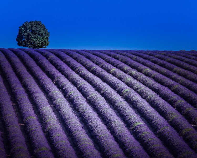 ToniArte2's tweet photo. •
#PurplePicture
•
#RuthGrindod
• https://t.co/lX6HogbMoc