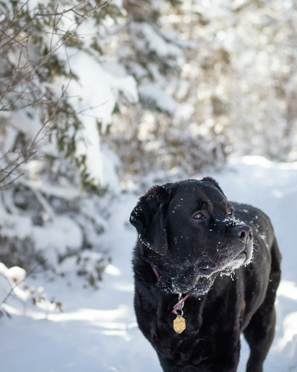 Did we find Narnia?

#dogsoftwitter #twitterdogcommunity #dogcommunity #twitterdogs #narnia #canadiandog