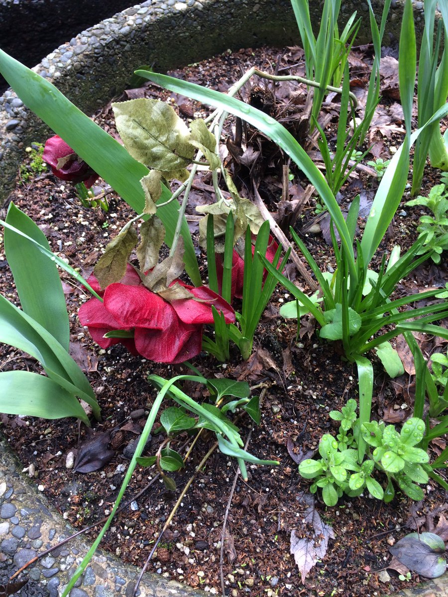 beanflower's tweet photo. Not my handy work but I’m feeling it 🌱🥀 https://t.co/bU8SFwf3in