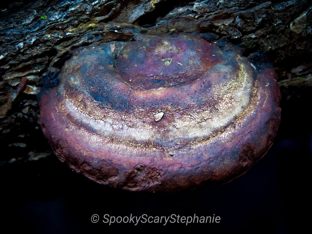 SpookyShrooms's tweet photo. Fomitopsis pinicola - Red-belted Conk

#fungi #fungiphotography #fungilove #mushrooms #focusonfungi #mycology #mycologyphotos #mushroomphotography #pnwfungi #fantasticfungi #nature #naturephotography #conk https://t.co/XDnUUaWSik